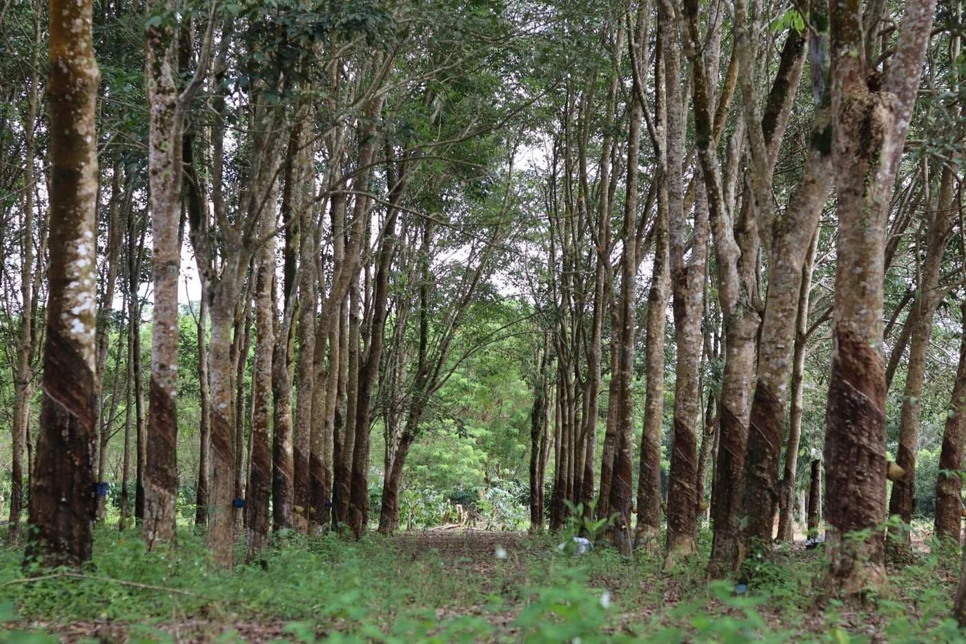 Rows of mature rubber trees in a Sri Lankan plantation, tapping cuts and latex cups on each trunk