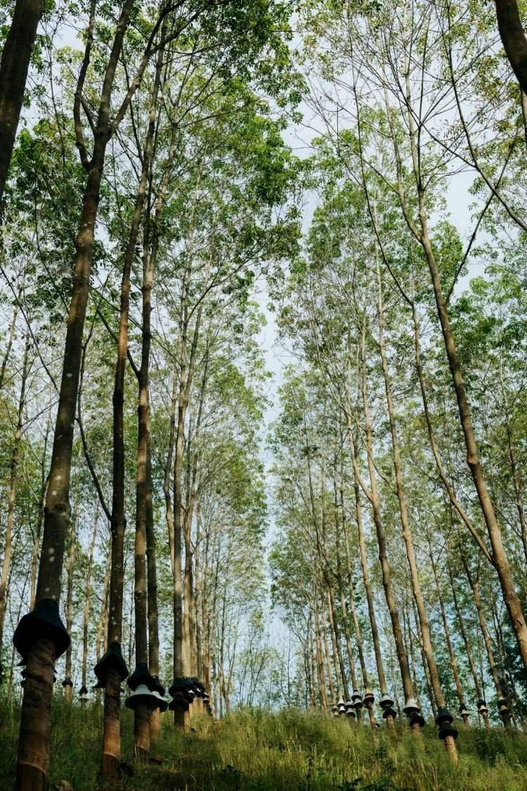 Tall rubber trees rising to a green canopy