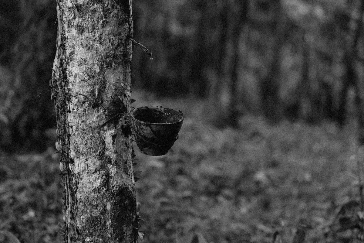 Black and white close-up of a latex collection cup on a rubber tree