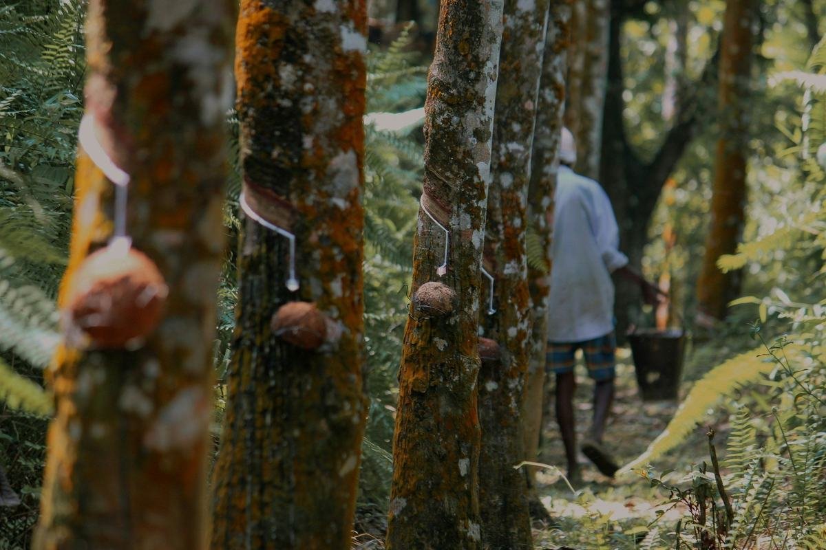 A rubber tapper at work among the trees in a Sri Lankan plantation
