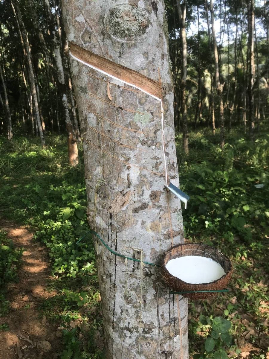 Latex dripping from a fresh tapping cut into a collection cup on a rubber tree